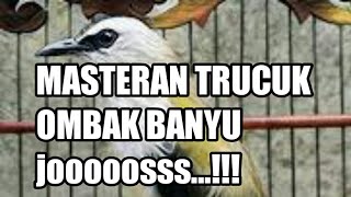 Download lagu Masteran trucuk ombak banyu joooss mp3