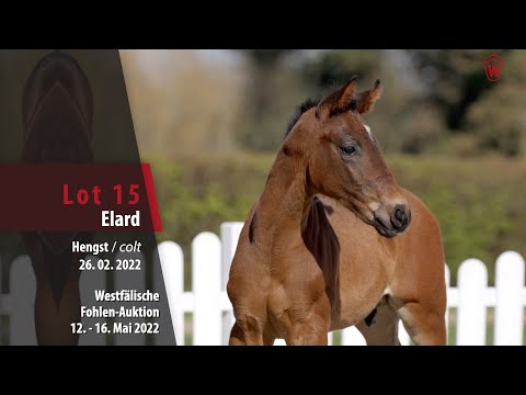 Fohlen-Auktion Lot 15 Elard Hengst v. Eckhardt - Flavis