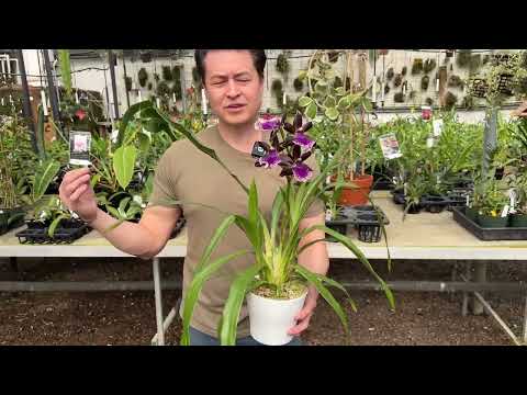 OrchidWeb - Zygopetalum Debbie De Mello 'Honolulu Baby' AM/AOS