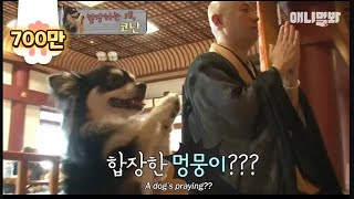 [問卦] 這傢伙是算拜票狗還是白眼狼？