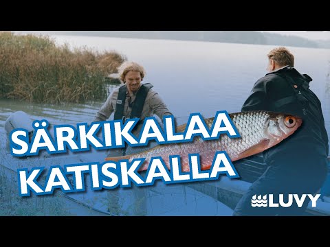 Katiskasta kalaa keittiöön - Osa I: Katiskakalastusta särkikalojen parissa