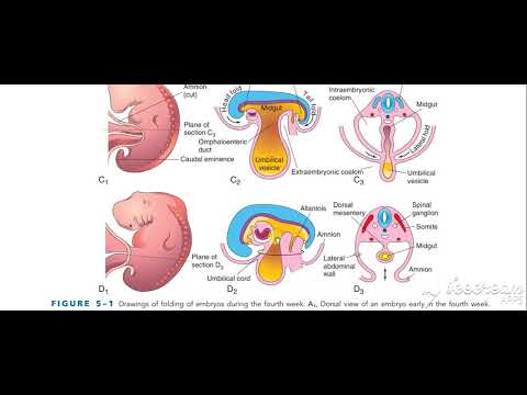 Umbilical cord 1