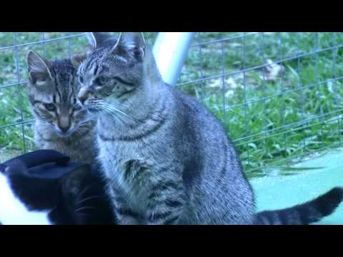 Coavi, Julio, Vincent, Puck, Jesma + Famosa