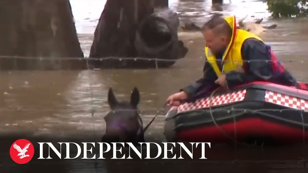 Farm animals rescued from deep water amid Sydney floods