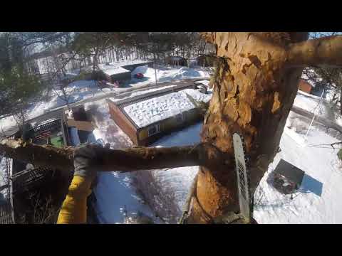 Männyn kiipeilykaato