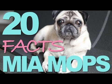 20 Fakten über Mia Mops