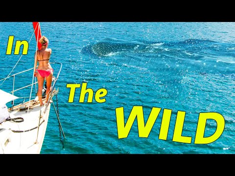 Whale Sharks at our Bow!  (Calico Skies Sailing, Ep 198)