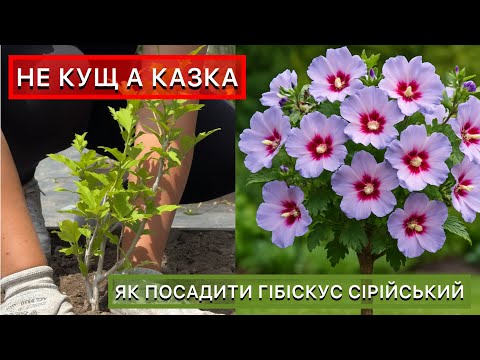 Як правильно посадити гібіскус сирійський, щоб добре прижився