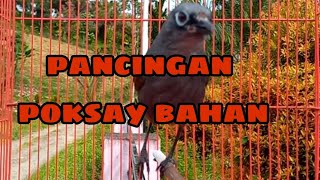 Download lagu pancingan poksay mantel.. DIJAMIN NYAUTT mp3