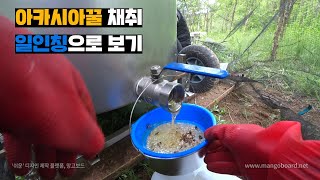 아카시아꿀 채취하기!  꿀 채취 전과정 일인칭으로 봅시다!