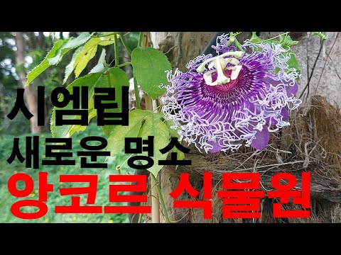 앙코르 식물원 (ANGKOR BOTANICAL GARDEN). 캄보디아 시엠립의 새로운 관광 명소 오픈 New tourist attraction opened in CAMBODIA