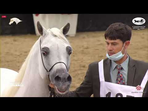 N 187 FAREED AL KENANIYAH   6th Qatar Nat  Arabian Peninsula HS for individual Owners   Stallions 7+