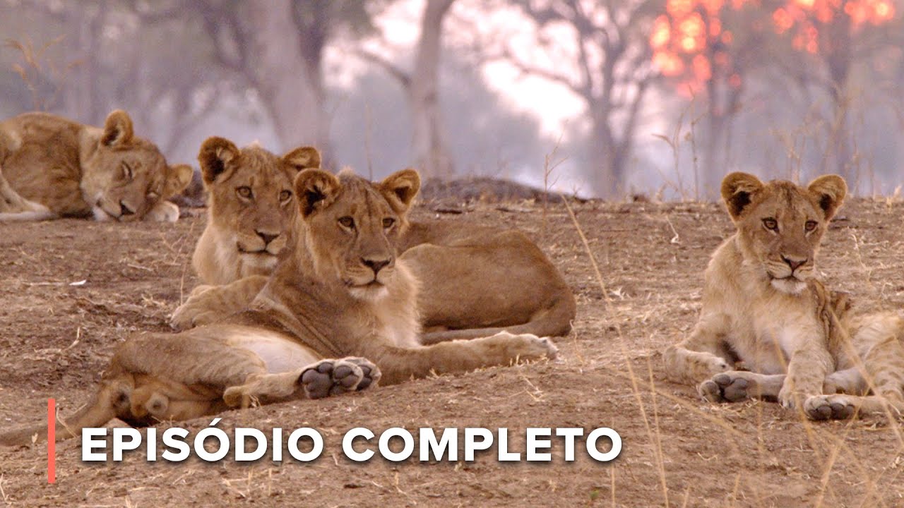 Hipopótamos feridos e traição familiar: As lutas do grupo Nsefu | Caçadores da África 105