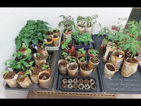 , title : 'Kevään 2021 siemenet ja taimet 🌱 Omakotitalon puutarha 🌻🍅'