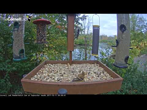 Noisy American Goldfinches Sample The Tray Feeder – Oct. 11, 2017