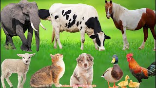 Adorable Animal Sounds Compilation: Pig, Cow, Cat, Chicken, Dog, Sheep & Horse - Animal Video