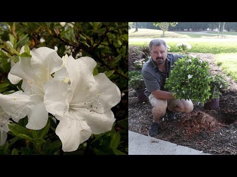 download lagu mp3 mp4 Dwarf Evergreen Azaleas, download lagu Dwarf Evergreen Azaleas gratis, unduh video klip Dwarf Evergreen Azaleas