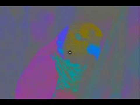 Very Colorful Bird - Optical Illusion from StareClips.com