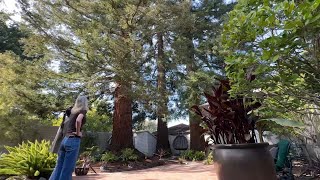 Menlo Park residents worried neighbor's ADU plans near massive redwood trees could pose safety risk
