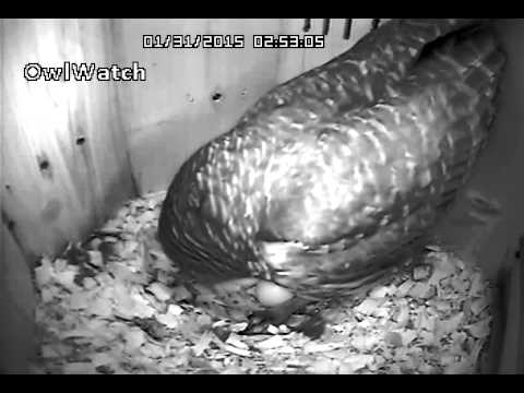 Barred Owl - Frog 1/31 2:50am Food Drop Plus ?