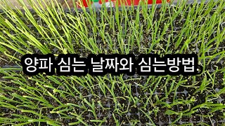 양파 심는 날짜와 양파심기