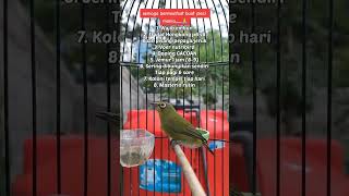 Download lagu Cara perawatan burung pleci agar bukpar dan gacor mp3