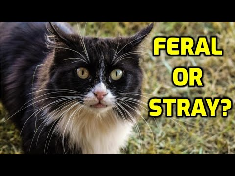 What’s The Difference Between A Feral Cat And A Stray Cat?
