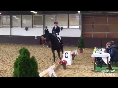 DPF A Vierjährige Stute von Foundation x Tertullian xx