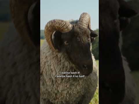 Sheep can do anything...