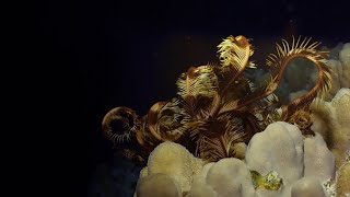 Feather Stars at night. Marsa Shagra Red Sea Diving Safari House Reef