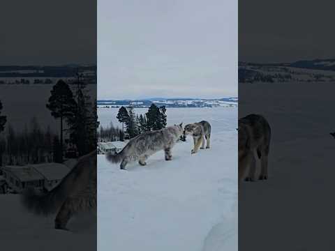 GIANT MAINE COON CAT MEETS WOLF!