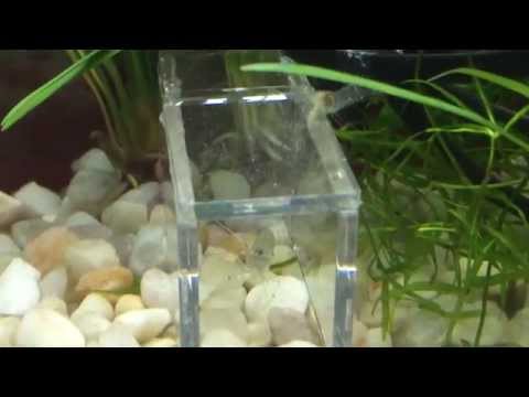 Ghost shrimp still alive in Betta fish tank