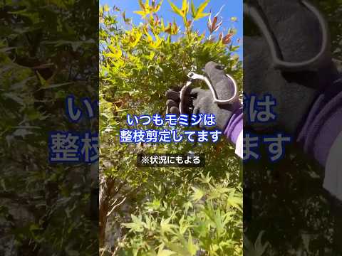 庭のイロハモミジは、派手な色をした気取らない木です！  庭園