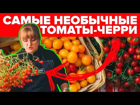 ИТОГИ СЕЗОНА! Новинки и классика! Томаты-черри: Ожерелья, Монеточка, Вишня в шоколаде