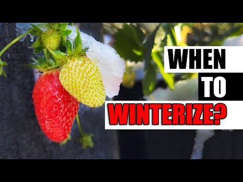 Strawberry Plant Revival Make More And More Strawberry Plants