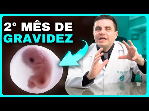 2 Months Pregnant - Weeks 5, 6, 7, and 8