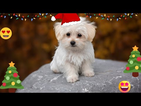 Funny Dogs and Cat Compilation - The Best of the Best! | Anusha HW channel