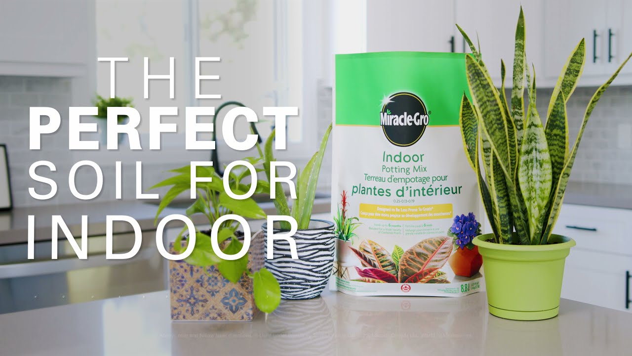 Watch video How To Grow Amazing Indoor Houseplants With Miracle-Gro Indoor Potting Mix Now How To Grow Amazing Indoor Houseplants With Miracle-Gro Indoor Potting Mix