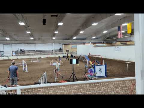 Q Novice Title! AKC Standard Novice 16"P 7/14/23