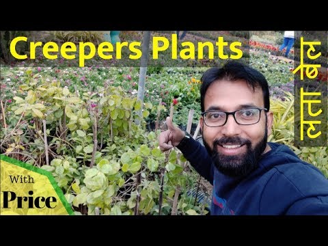 download lagu mp3 mp4 Indian Creeper Plants Names, download lagu Indian Creeper Plants Names gratis, unduh video klip Indian Creeper Plants Names