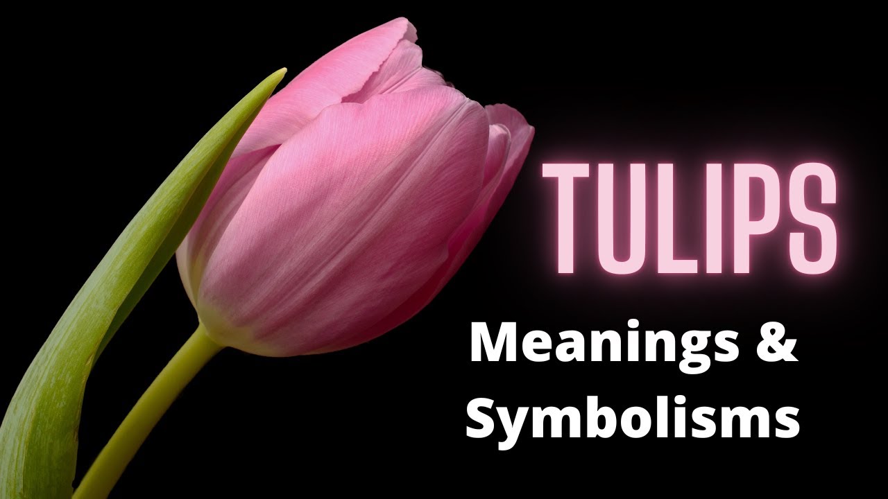Tulips - The Meaning and Symbolism Behind this Popular Flower