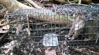 Long-tailed weasel in live trap.