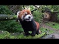 Red Panda Moshu Gently Enjoys Apple Treats