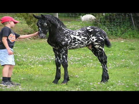 , title : 'Historia y Características de la Raza Caballo Appaloosa Leopardo'