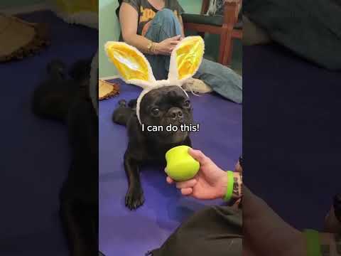 Frenchie Learns to Walk Again