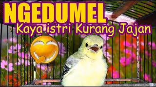 Download lagu Anak Cipoh / Sirtu Belajar Bunyi Ngeriwik Ngedumel Kaya Istri Kurang Jajan mp3 Download lagu Anak Cipoh / Sirtu Belajar Bunyi Ngeriwik Ngedumel Kaya Istri Kurang Jajan mp3