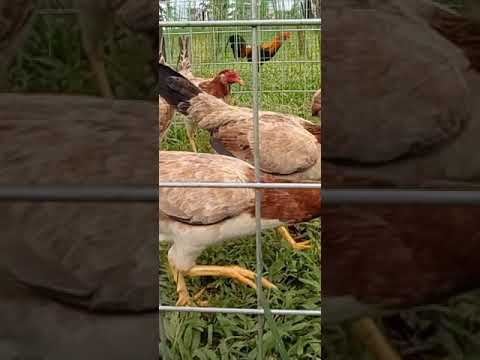 Red Gamefarm 5K Sweater Pullets