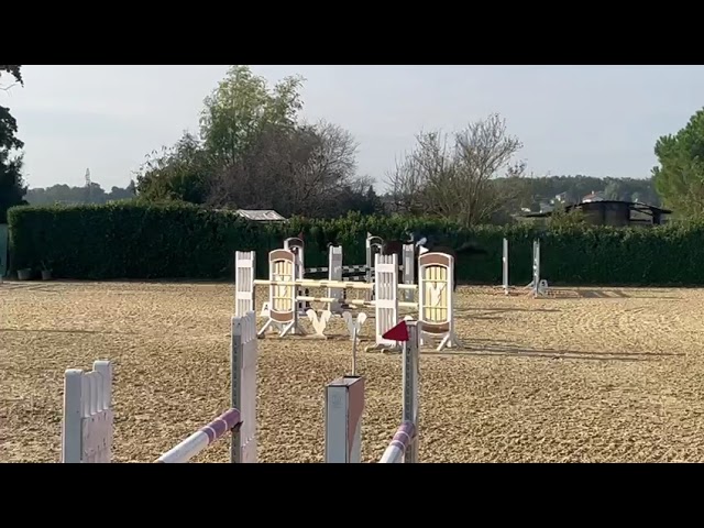 Ruin Selle Français Te koop 2014 Donker bruin / bai