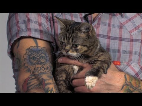 The Story of Lil BUB
