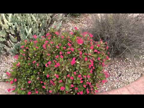 Beautiful tour of "Madagascar Spiny Forest" in Los Angeles County Arboretum and Botanic Garden!